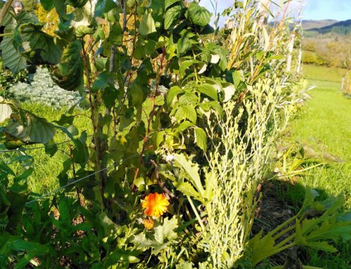 Eghezee – Une parcelle en agroforesterie syntropique